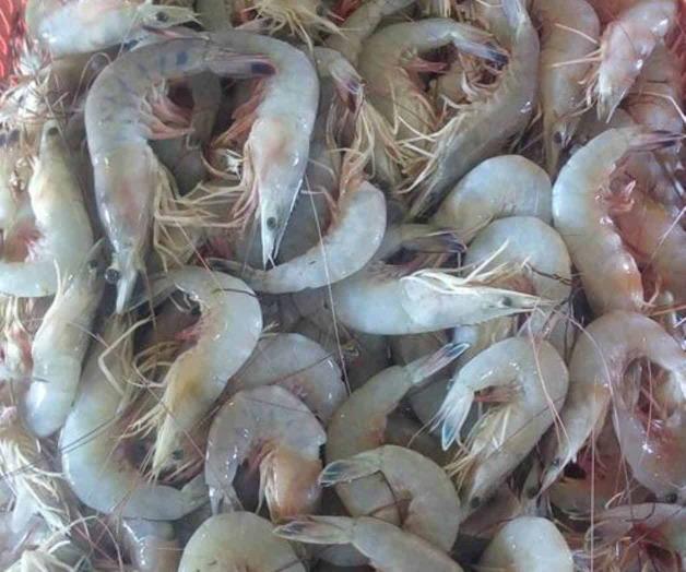 Amplía veda, camarón, no da el ‘ancho’ Amplía veda, camarón, no da el ‘ancho’