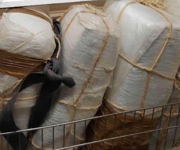 Frena la BP el ingreso de 100 libras de mariguana Frena la BP el ingreso de 100 libras de mariguana