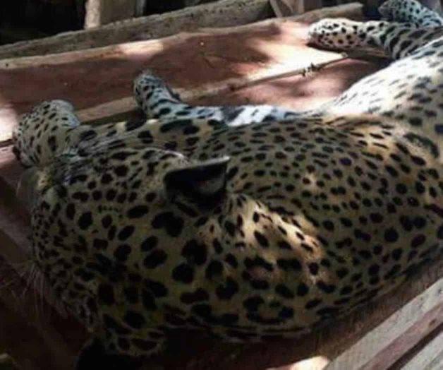 Profepa rescata a un jaguar maltratado en Tulum Profepa rescata a un jaguar maltratado en Tulum