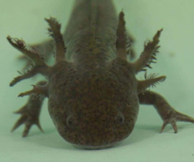 Científicos quieren recuperar el hábitat del ajolote Científicos quieren recuperar el hábitat del ajolote