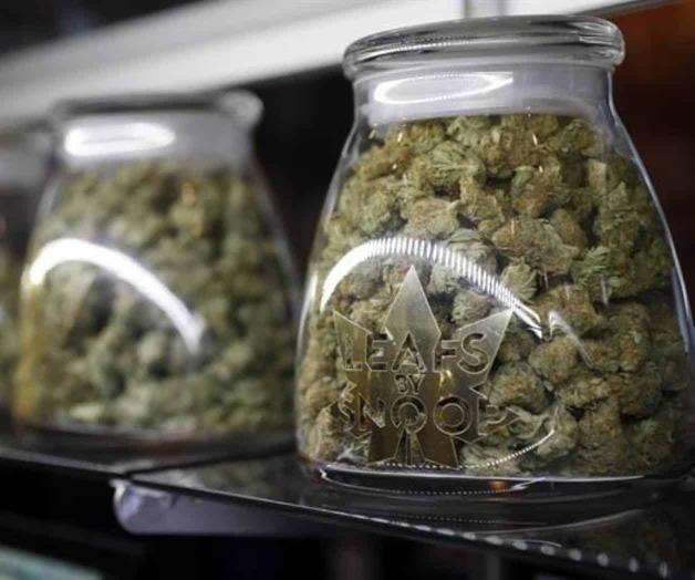 Cofepris niega impedir cannabis medicinal en México Cofepris niega impedir cannabis medicinal en México