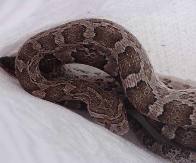 Se mete víbora a carro; sustazo Se mete víbora a carro; sustazo