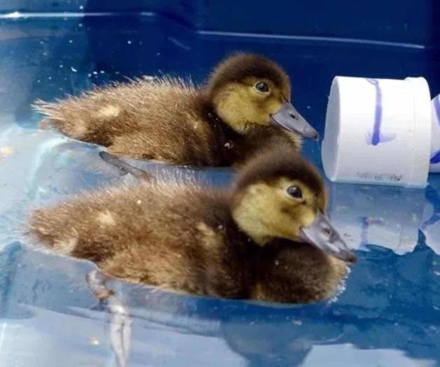 Examinan audición de patos marinos