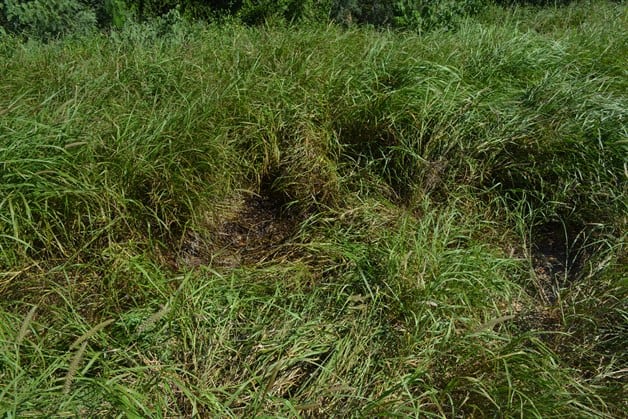 Acribillado y en descomposición Acribillado y en descomposición