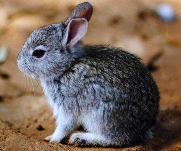 Teporingo no se extinguió de Nevado de Toluca: Semarnat Teporingo no se extinguió de Nevado de Toluca: Semarnat