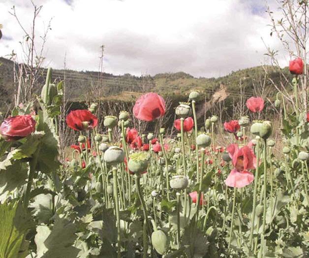 Amapola a la baja; aumenta violencia