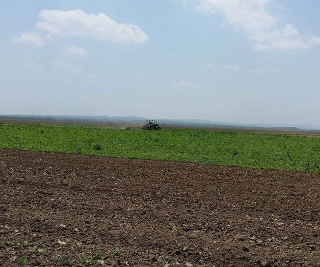 Arranca la siembra de canola. Ciclo agrícola otoño-invierno