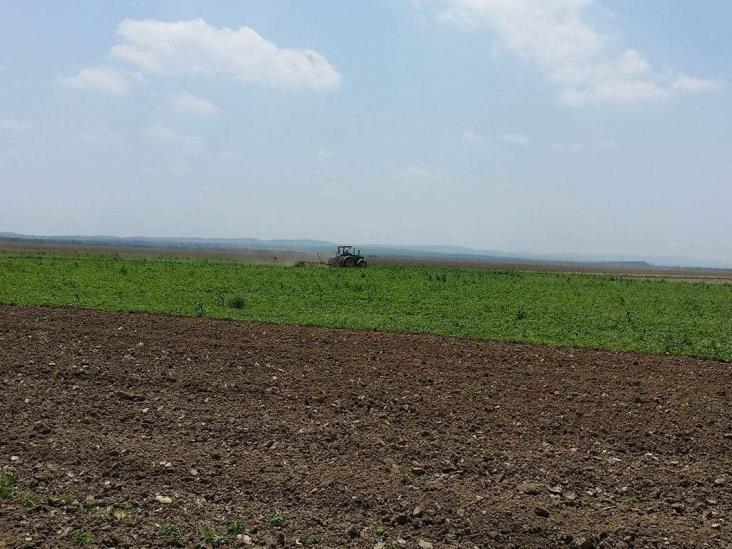 Arranca la siembra de canola. Ciclo agrícola otoño-invierno Arranca la siembra de canola. Ciclo agrícola otoño-invierno