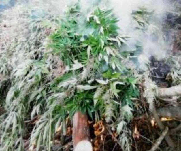 Queman 609 mil plantas de marihuana en Jalisco 