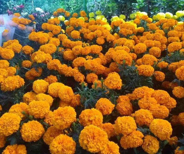 Llega la flor de muerto o cempasúchil