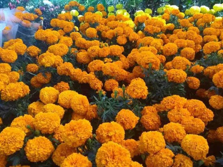 Llega la flor de muerto o cempasúchil Llega la flor de muerto o cempasúchil