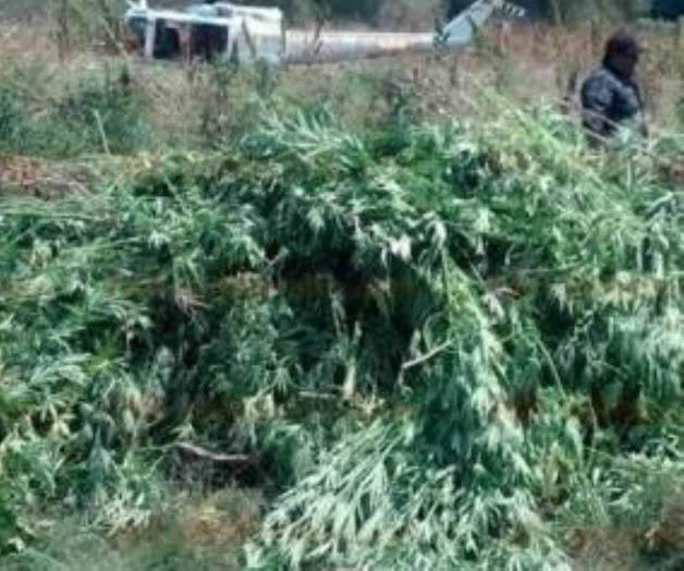 Queman más de 975 mil plantas de marihuana en Jalisco