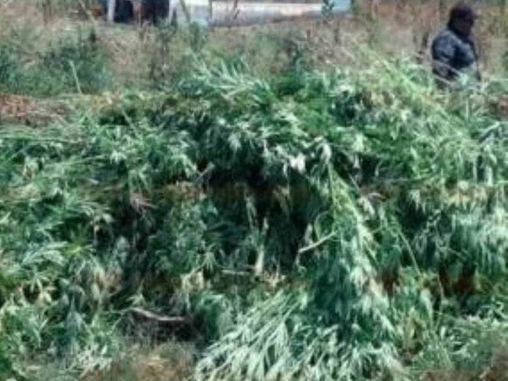 Queman más de 975 mil plantas de marihuana en Jalisco Queman más de 975 mil plantas de marihuana en Jalisco
