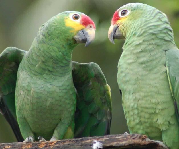 Recuperan dos loros cachetes amarillos en  Coyoacán