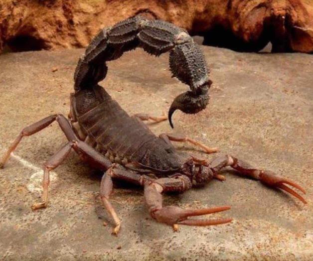Conoce la naturaleza del escorpión Conoce la naturaleza del escorpión
