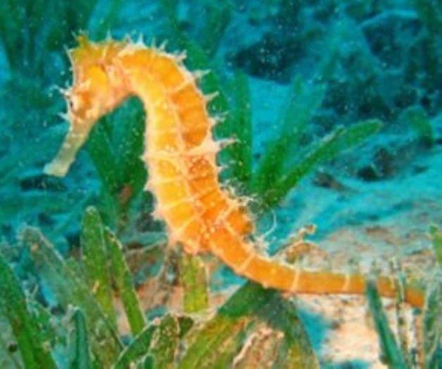 Caballitos de mar en peligro de extinción