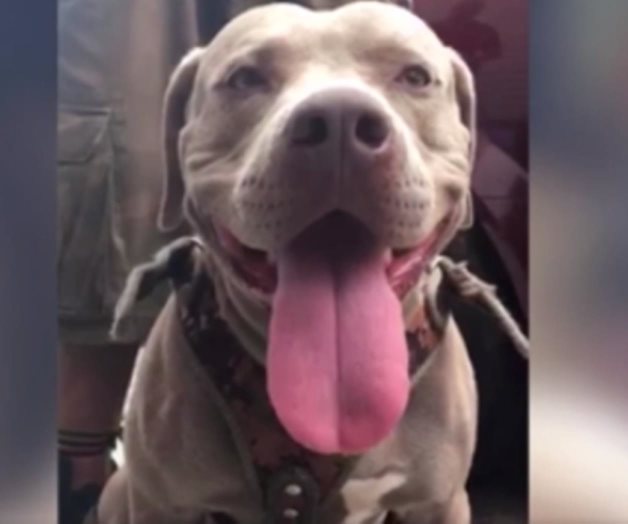 Bolillo, el perro que también busca el sueño americano Bolillo, el perro que también busca el sueño americano