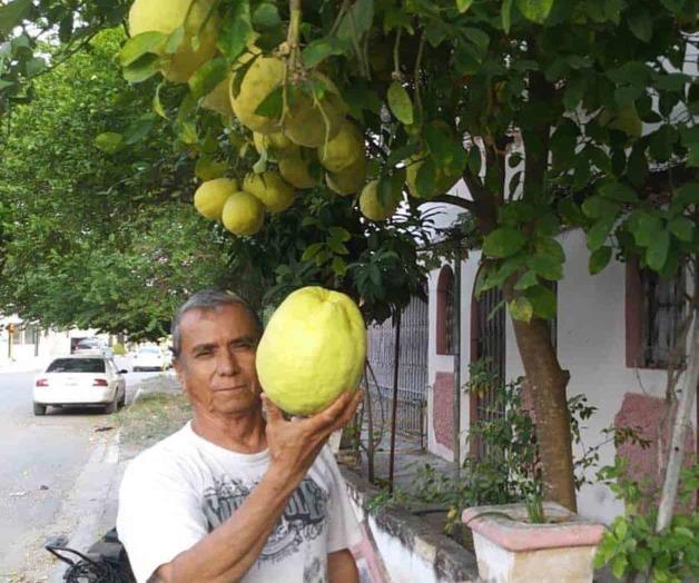 Generan asombro limones gigantes. Tienen inusuales dimensiones