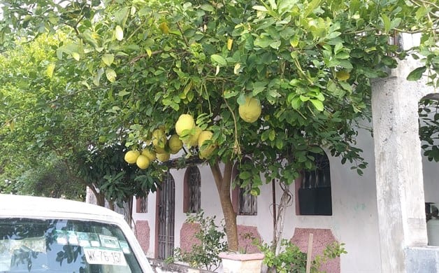 Generan asombro limones gigantes. Tienen inusuales dimensiones