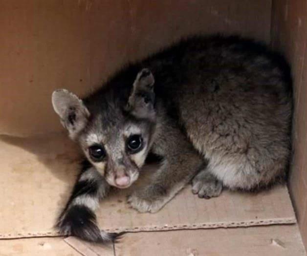 Atrapan policías a un cacomixtle en CDMX
