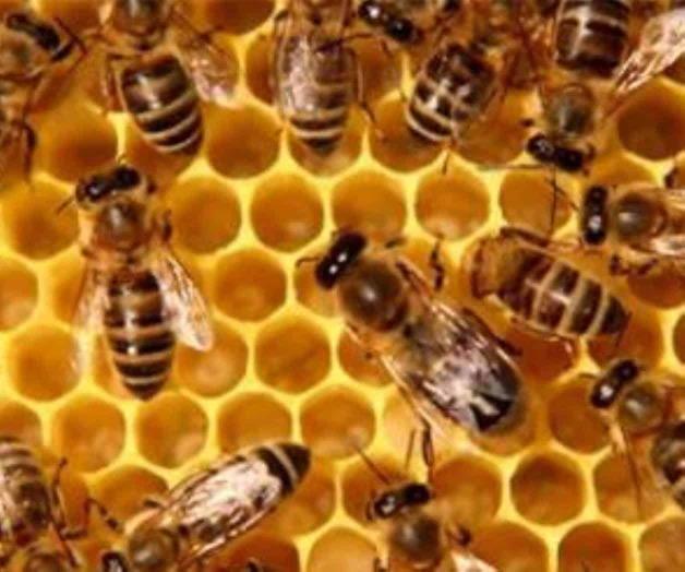 Pesticidas afectan el comportamiento de las abejas