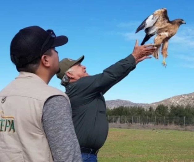 Baja California: Rescatan y reintegran a hábitat a cinco aves
