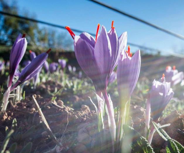 Las plantas se comunican entre sí para advertirse de peligros