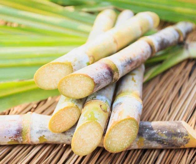 Produce México casi 57 millones de toneladas de caña de azúcar anualmente