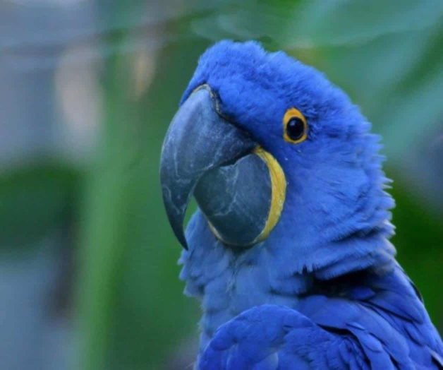 Guacamayo azul y siete aves más en peligro de extinción Guacamayo azul y siete aves más en peligro de extinción