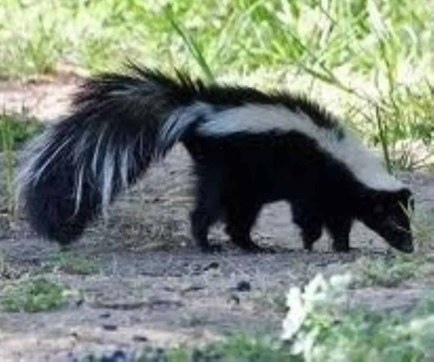 Liberan dos ejemplares de zorrillo en Baja California