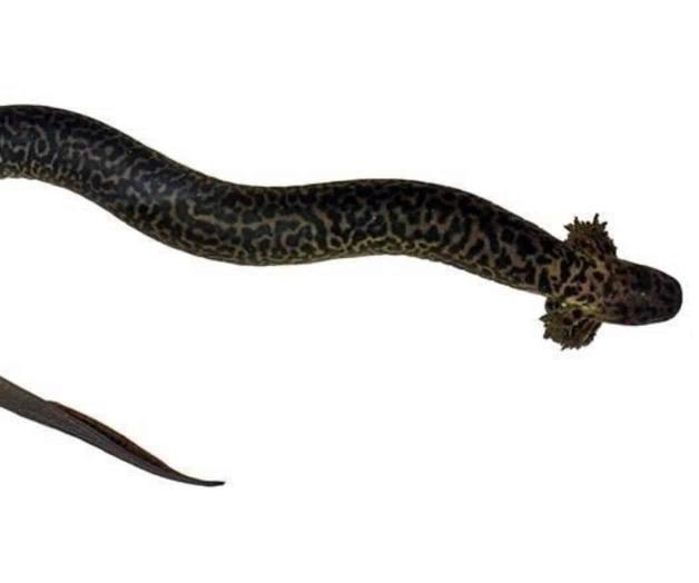 Surge de los pantanos una salamandra nueva