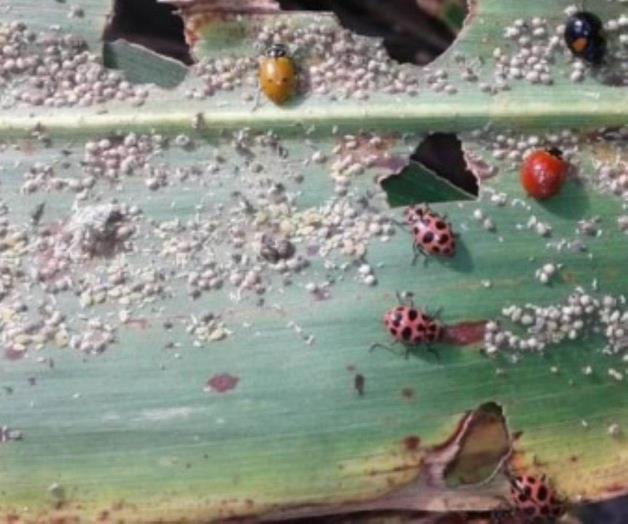 Exponen naturaleza y presencia del pulgón en norte de Tamaulipas Exponen naturaleza y presencia del pulgón en norte de Tamaulipas