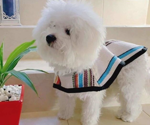 VIRAL | Venden “Guaguarongos”, jorongos para mascotas