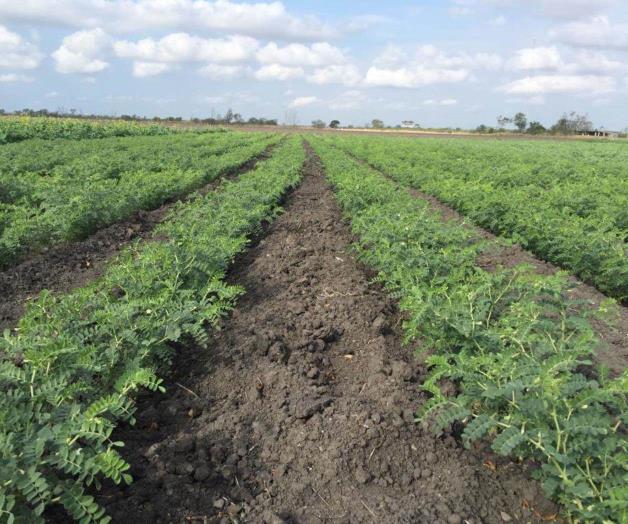 Revelan captación de lluvias en la región