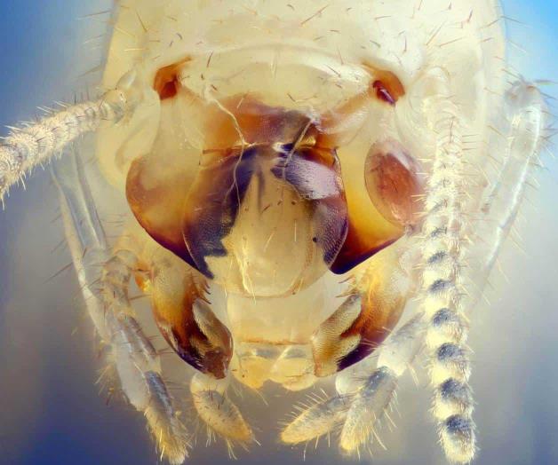 Conoce a la termita invasora muy destructiva