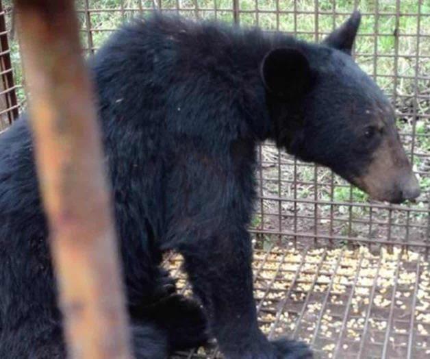 Rescata Profepa un oso negro en Monterrey