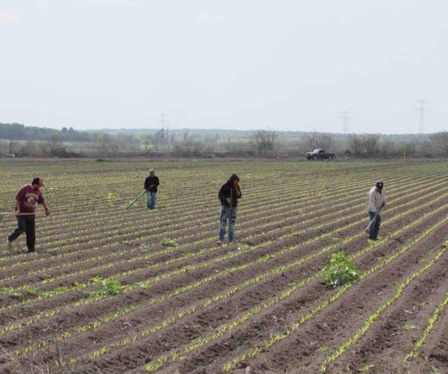 Recurren a deshierbe manual contra maleza