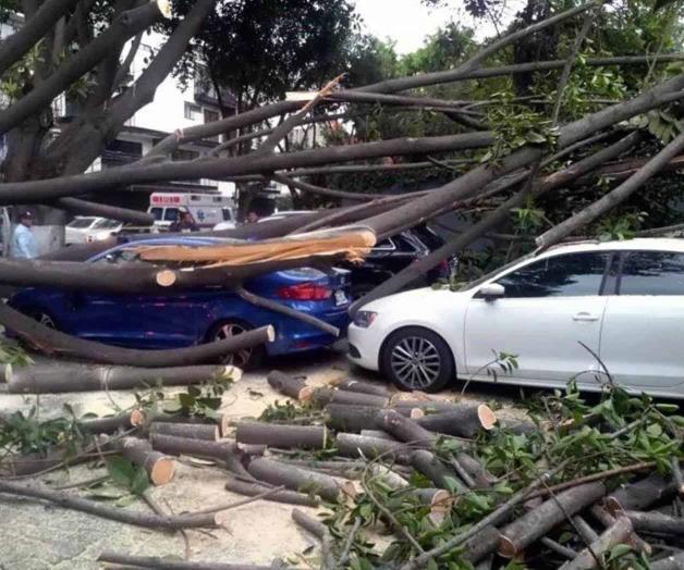 Viento arranca árboles en CDMX