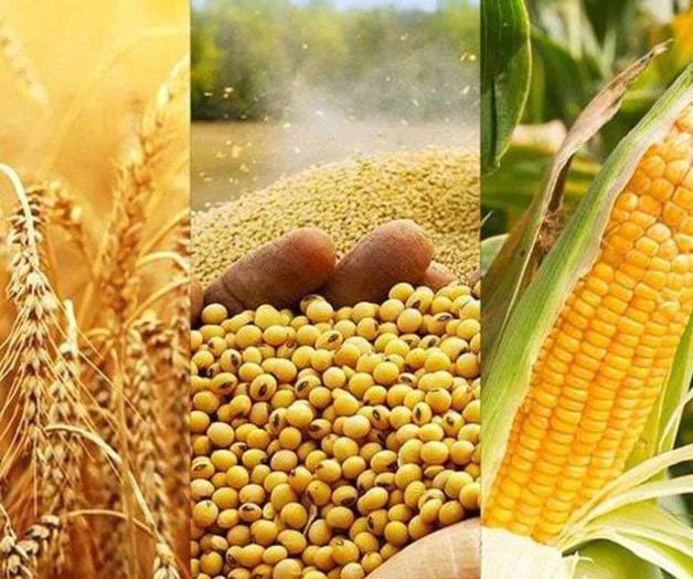 Caen precios de maíz y de sorgo. Sin sentarse bases en el agro