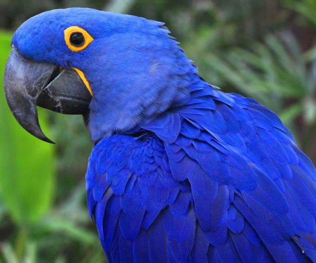 Nace guacamayo azul en Paraguay; la especie fue declarada extinta hace años