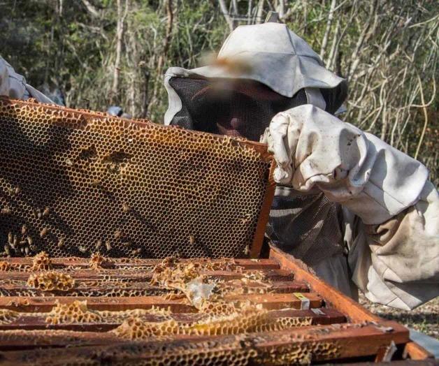 Conoce a Arlette Gómez; la mexicana que cuida a las abejas