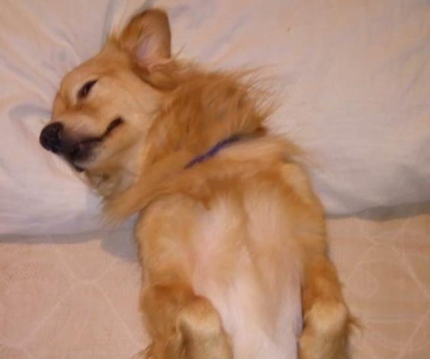 Envenenan canes y coincide con repunte de robos