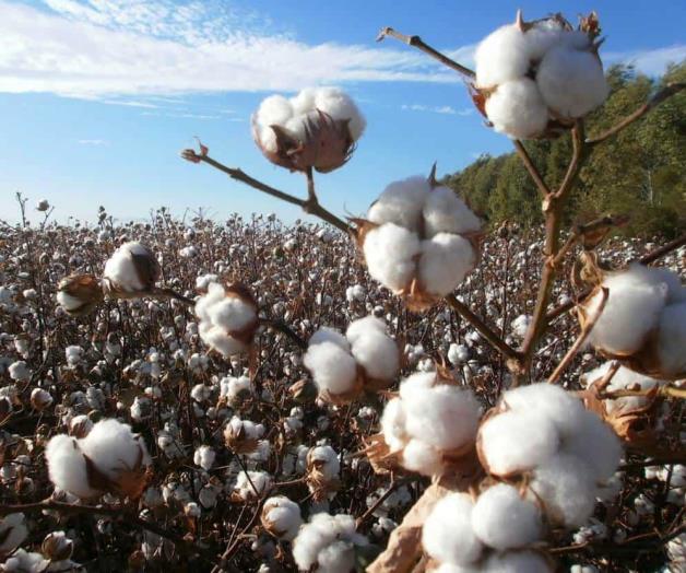 Combaten plaga de gorgojo del algodón