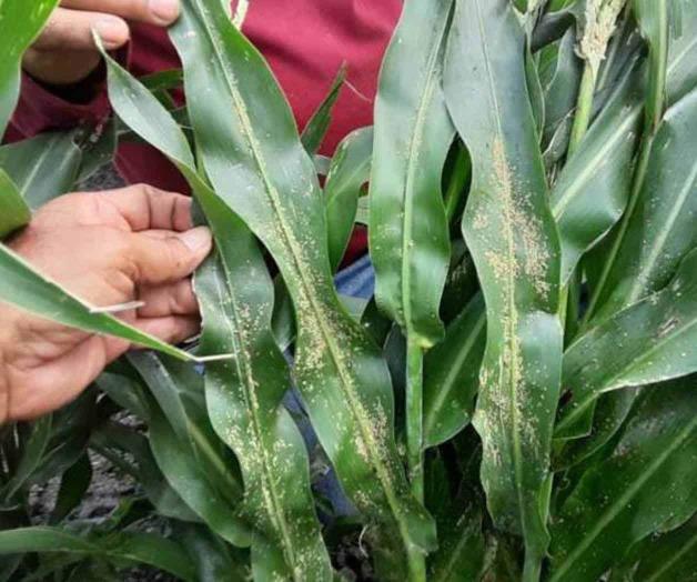 Aparece pulgón amarillo y verde. Detectan gran cantidad de plaga Aparece pulgón amarillo y verde. Detectan gran cantidad de plaga