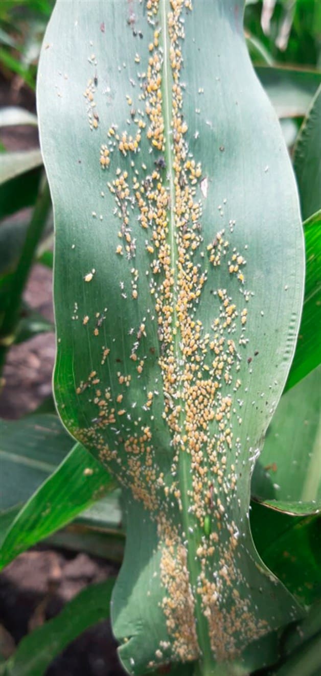 Aparece pulgón amarillo y verde. Detectan gran cantidad de plaga Aparece pulgón amarillo y verde. Detectan gran cantidad de plaga
