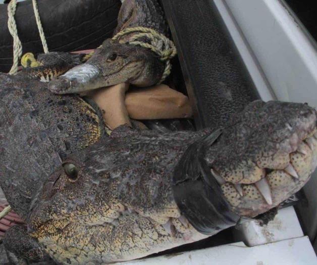 Cocodrilos: invasión mortal. Ataques se han vuelto más recurrentes