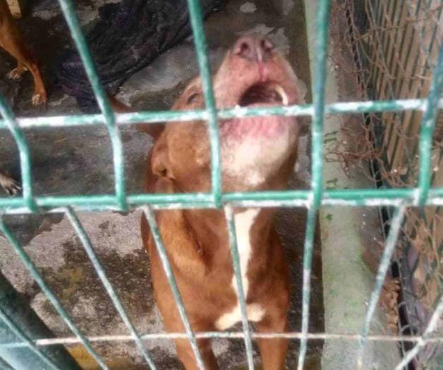 Ofrecen servicio de esterilización