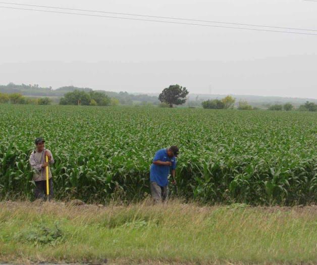 Limpian parcelas y revisan regaderas. Aplican herbicida; mejoran rendimiento