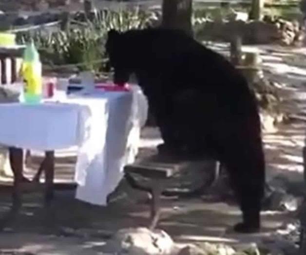 VIDEO: Oso roba comida a turistas en Nuevo León