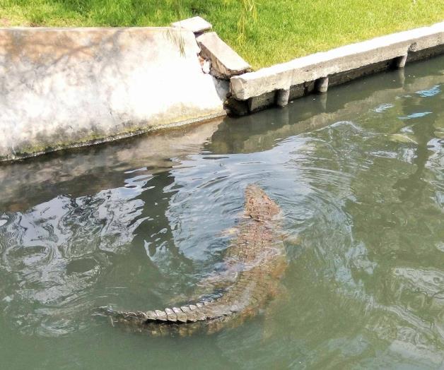 Avistan más cocodrilos en el río y crece temor